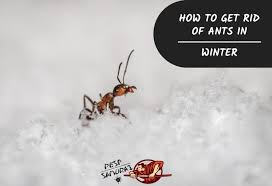 Keep in mind that this spray mixture will not kill the ants that are already in your house. Ants In Winter How To Get Rid Of Ants In The Winter Pest Samurai