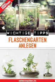 Flaschengarten So Bekommst Du Deinen Eigenen Dschungel Fur Zuhause Flaschengarten Flaschenpflanze Miniaturgarten