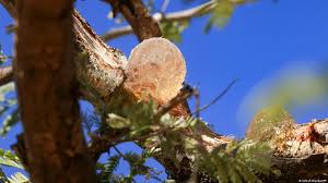 Image result for Acacia senegal