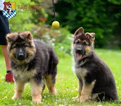 Please click link below to see our german shepherd puppies available for sale and find some quite awesome pup for you. Lundborg Land German Shepherd Dogs