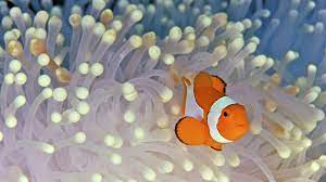 Http Www Hdwallpaperscool Com Wp Content Uploads 2013 12 High Resolution Fish Wallpapers Cool Desktop Background Photographs W Clown Fish Fish Wallpaper Fish