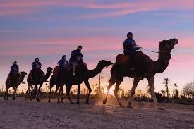 B camel ridinq in morocco see all of southern morocco on a camell take your time and enjoy a relaxing journey from marrakech with historic sites across the desert to the dades gorge. Marrakesh The Palm Grove Small Group Sunset Camel Ride 2021 Marrakech
