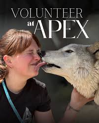 Please join us in protecting wild wolves who are facing the most  potentially devastating changes to the Endangered Species Act. #larcwolves  #lockwoodanimalrescuecenter #warriorsandwolves #wolvesandwarriors