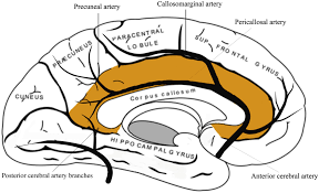 It consists of brodmann areas 24, 32, and 33. Cingulate Infarction A Neuropsychological And Neuroimaging Study Journal Of The Neurological Sciences