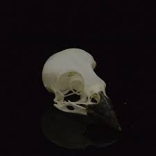 1pcs Real Taxidermy Bird Skull Bones Skeleton Specimen Tree Sparrow Wish