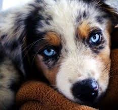 Australian Shepherd Black And White Dog With Blue Eyes Australian Shepherd Puppies Australian Shepherd Puppy Puppies