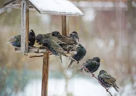 The dove guard is the perfect solution to unwanted doves and other large birds. 3 Proven Ways To Get Rid Of Starlings Today Bird Watching Hq