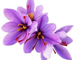 Amazon Com 3 Fresh Jumbo Saffron Crocus Sativus Corms Bulbs 9 10 Cm Garden Outdoor Saffron Flower Saffron Crocus Crocus
