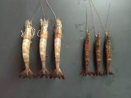 Pakan kakap merah dan putih dalam memancing ikan kakap , kita tidak bisa sembarangan memberikan umpan. Paling Amis 13 Pemikat Alami Untuk Mancing Ikan Predator Malam Hari Di Laut Mancing Asik