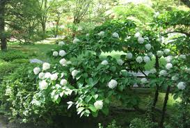 Prune them to within a few inches of the. In Bloom Two Forms Of Viburnum Plicatum Have Showy White Flowers In Spring Seattle Japanese Garden