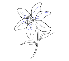 How To Draw A Lily In A Few Easy Steps Easy Drawing Guides Lilies Drawing Easy Flower Drawings Easy Drawings