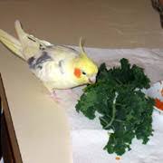 Cockatiels Healthy And Nutritious Safe Foods Safe Fruits