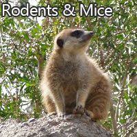 Integrity termite and pest services, inc. Ameritech Pest Control Ameritechpest Profile Pinterest