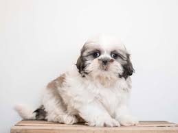 Upload, livestream, and create your own videos, all in hd. Visit Our Shih Tzu Puppies For Sale Near Fountain Colorado