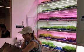 Get it as soon as thu, apr 29. Forget Farm To Table This Salad Bar Harvests Your Lunch Before Your Eyes The Times Of Israel