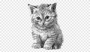 / suivez ses conseils pour dessiner un portrait. Art De Ligne Chat Chaton Chiot Illustration De Stylo Simple Chat Dessin Anime Peint A La Main Peinture A L Aquarelle Mammifere Png Pngegg