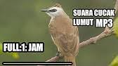 Pada beberapa kondisi, burung pleci jantan dan betina memiliki paruh yang sama. Suara Merbah Belukar Cucak Lumut Trucukan Lumut Gacor Cocok Untuk Pancingan Youtube