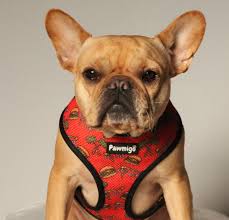 An everyday outfit, this set features a hoodie with a super cute french bulldog and a pair of coordinating joggers to keep it easy and adorable! Best Harnesses For French Bulldogs Frenchiecute