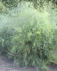 Each plant will grow 12 to 18 wide and about 24 to 48 inches (2 to 4 feet) in dill plants grow well near cabbage or onions. 25 Dill Ideas How To Grow Dill Dill Herbs