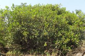 Image result for Ficus trichopoda