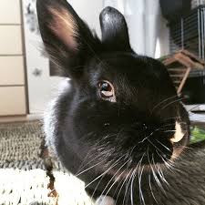 A Long Time Ago There Was A Beautiful Princess Tiffo Chany On Instagram Once Upon A Time There Was A Beautiful Princess Named Chany Living In A Prosperous Bunny Kingdom T Cute Animals Pets Pet Dogs
