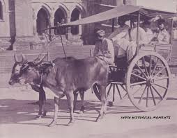 Mofussil bullock cart making its way through Bombay— c.1890s.