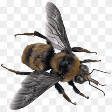 The nest is spawned, and cannot be crafted. Bee Png Transparent For Free Download Page 4 Pngfind