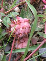 Image result for Trifolium baccarinii
