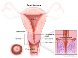 Image result for uterus