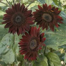 Husk sunflower pellets to sell 11. Chocolate Sunflower Seed Johnny S Selected Seeds