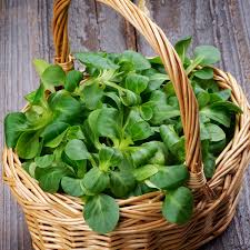 Image result for Valeriana