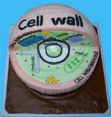Within plants most chloroplasts are found in the mesophyll cells of leaves. 14 Best Animal Cell Project Ideas Cells Project Animal Cell Project Animal Cell