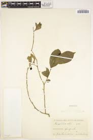 Image result for Carpolobia goetzei