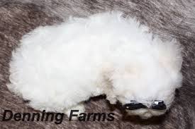 Check out our comprehensive look at cockapoo puppy colours. Cockapoo Puppies For Sale Denning Farms Cockapoo Breeder Houghton Ia