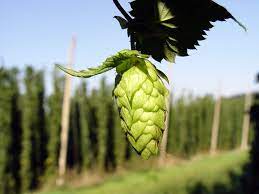 Es si la preparación del lúpulo tiene lugar en un centro de certificación Hops Definicion Y Sinonimos De Hops En El Diccionario Ingles