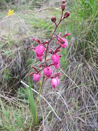 Image result for Eulophia coeloglossa