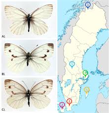 Image result for Pieris napi