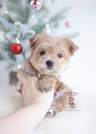 Our yorkies have babydoll faces,ch. Golden Yorkie Breeder Teacup Puppies Boutique