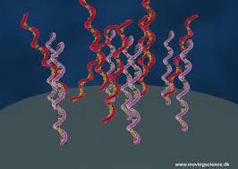 Es un organismo de gobierno, integrado por regidores que constituyen el cuerpo legislativo y de fiscalización; File De La Saliva Al Codigo De Adn Webm Wikimedia Commons