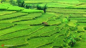 bahagian 2video ini menerangkan proses penanaman padi secara tradisional di malaysia pada zaman dahulu, khususnya di kawasan kedah darul aman. Perusahaan China Malaysia Bangun Sawah Rp 20 Triliun Di Indonesia Bisnis Liputan6 Com