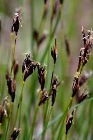 Image result for Schoenus