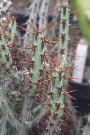 Image result for Euphorbia baylissii