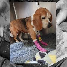 6% to 13% of dogs treated with surgery will be alive 12 months later. Spleen Tumour In Dogs Splenic Mass Treatment In Brisbane