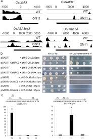 22, 2019 in human molecular genetics. The Nac Type Transcription Factor Osnac2 Regulates Aba Dependent Genes And Abiotic Stress Tolerance In Rice Scientific Reports