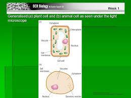 Animal and plant cell under light microscope. Plant Cell Light Microscope Diagram Auto Ken