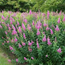Image result for Spiraea billardii