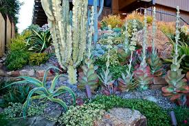 Euphorbia Ammak And Kalanchoe Thrysiflora Suculentas Suculentas Jardin Jardines