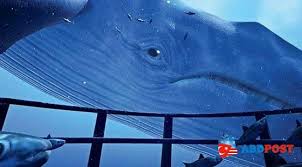 Uzmanlardan Mavi Balina Uyarisi Fas Tuketici Haklari Dernegi Kullanicilarina Tehlikeli Talimatlar Vererek Bunlari Yerine Getirmelerin Mavi Balina Balina Mavi