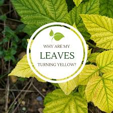 Why Are My Leaves Turning Yellow