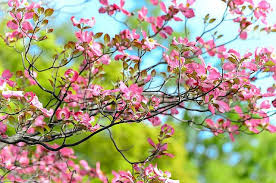 Please always check with your local government regarding the tree preservation. Deciduous Tree Pink Dogwood Tree Greenwood